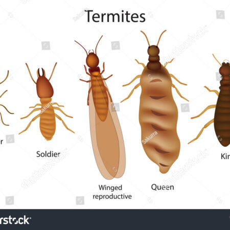 8-Hour Termite Category Course - Structural Apprentice or Technician